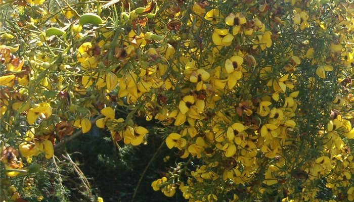 Voňavý medový krík - Honeybush